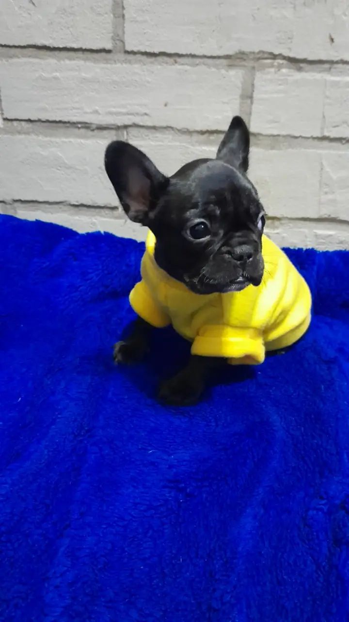 Чудова перлинка