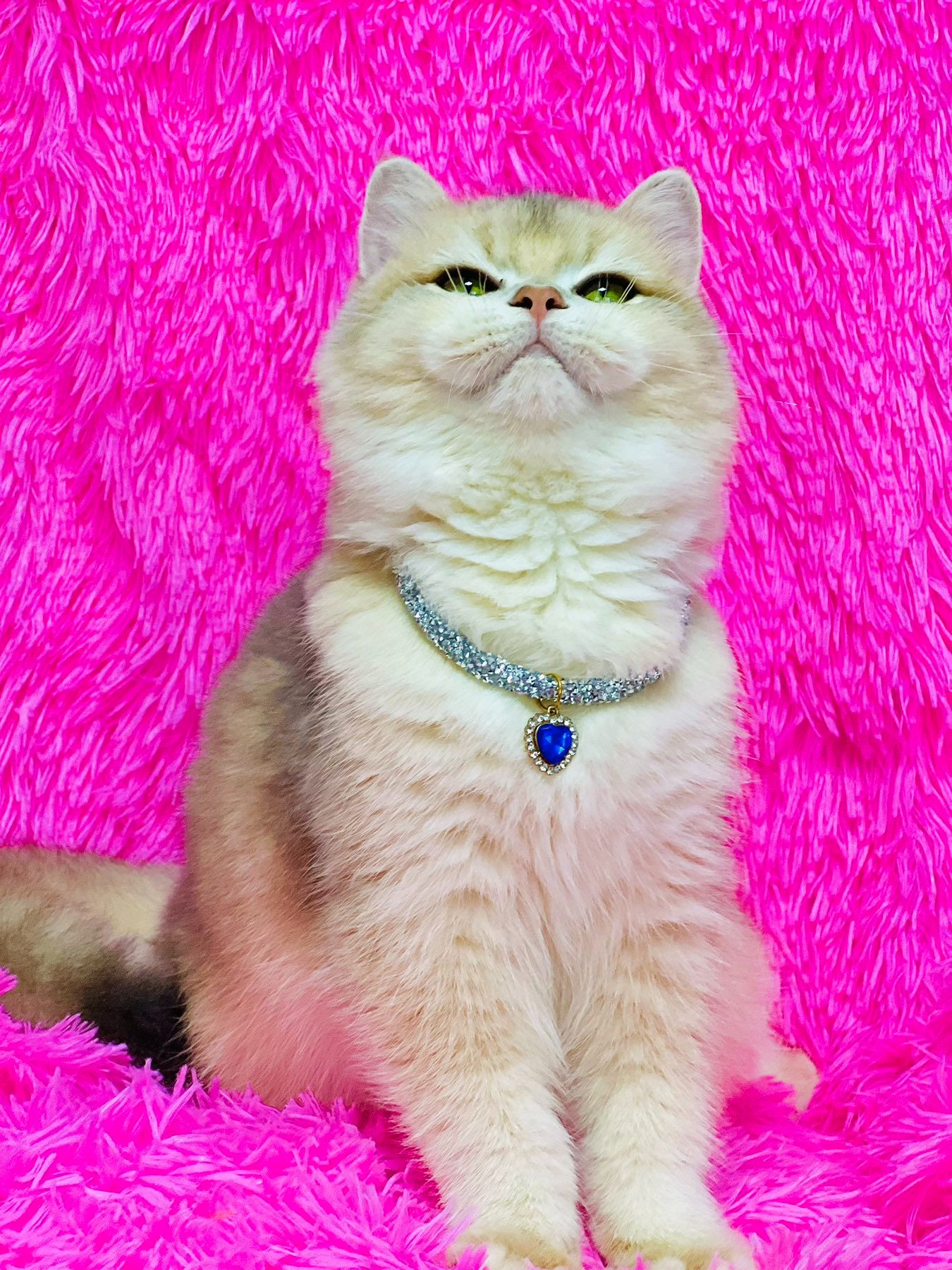 Британська золота шиншилла