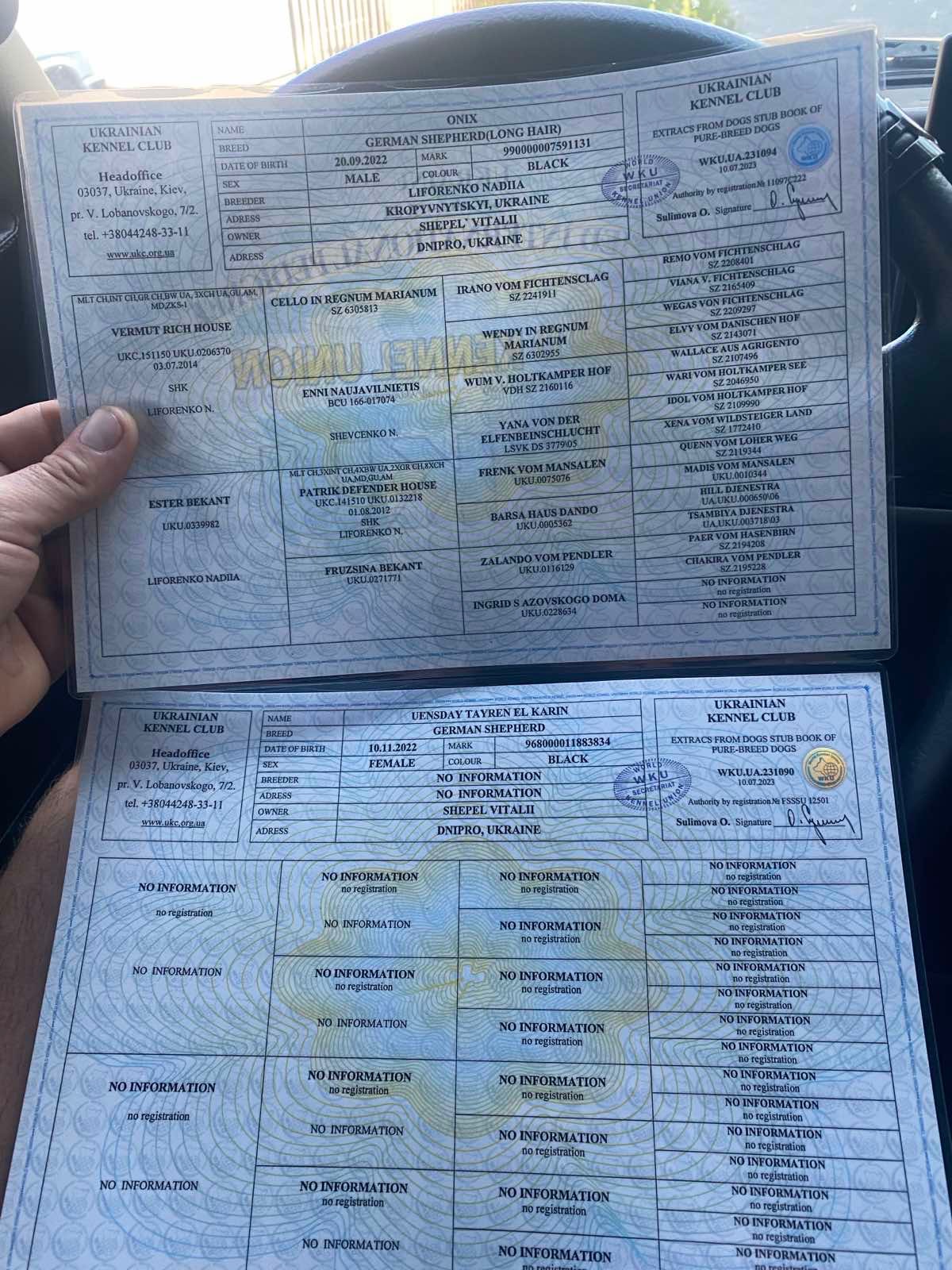 Чистокровні цуценята чорної німецької вівчарки