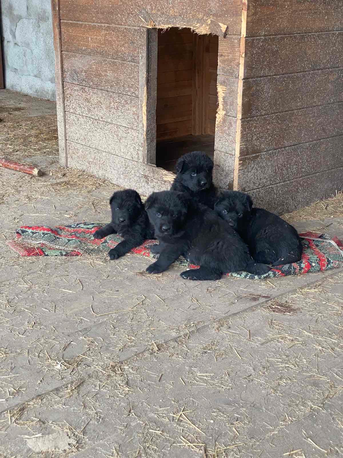 Чистокровні цуценята чорної німецької вівчарки