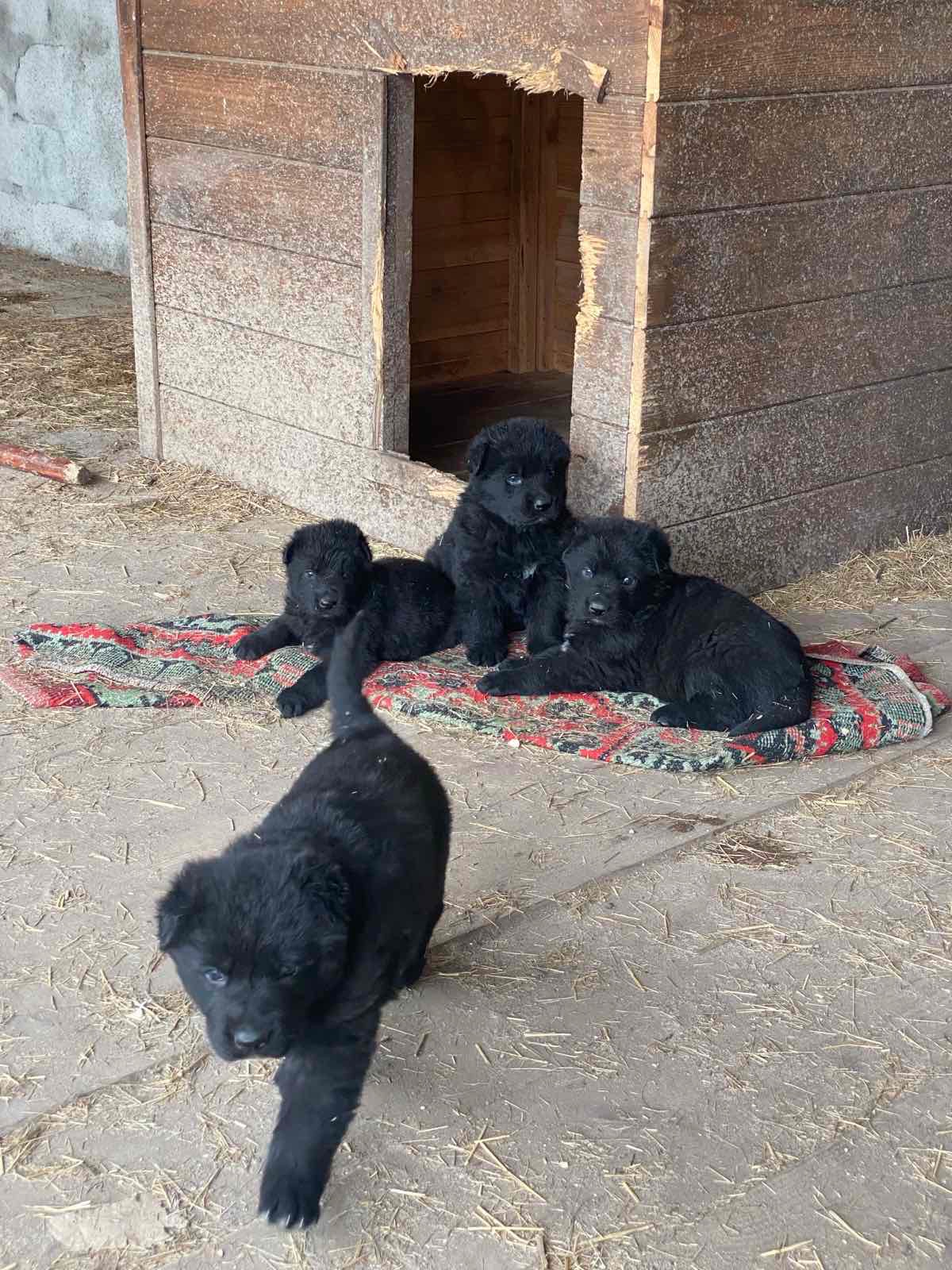 Чистокровні цуценята чорної німецької вівчарки