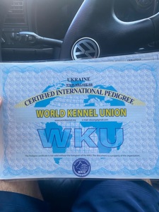 Чистокровні цуценята чорної німецької вівчарки