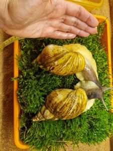 Ахатина Ретикулята Стандарт