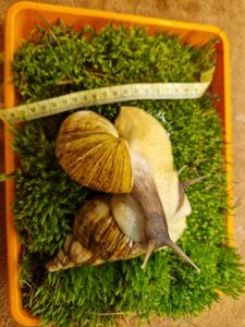 Ахатина Ретикулята Стандарт