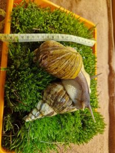 Ахатина Ретикулята Стандарт