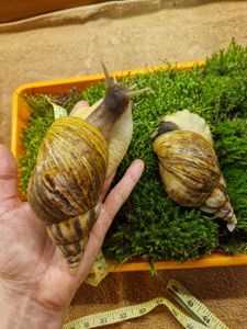 Ахатина Ретикулята Стандарт