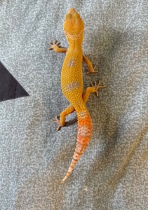 Гекон 🦎 еублефар