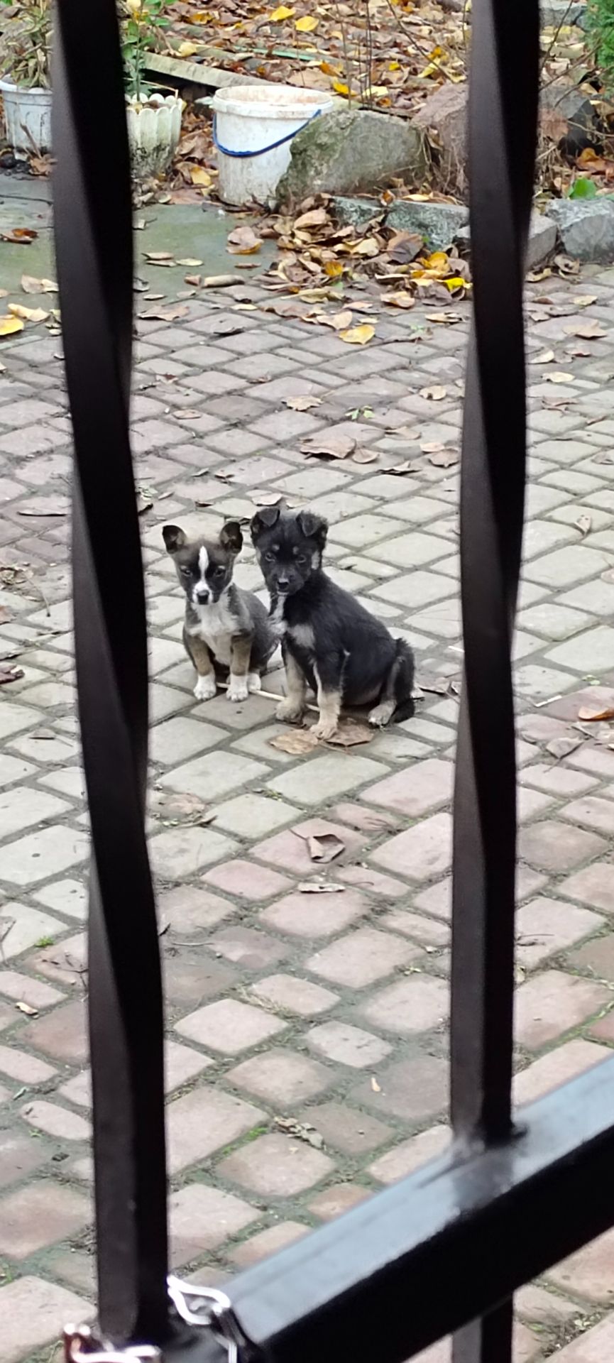 Терміново! Собаченята песики чорненькі 3 місяці