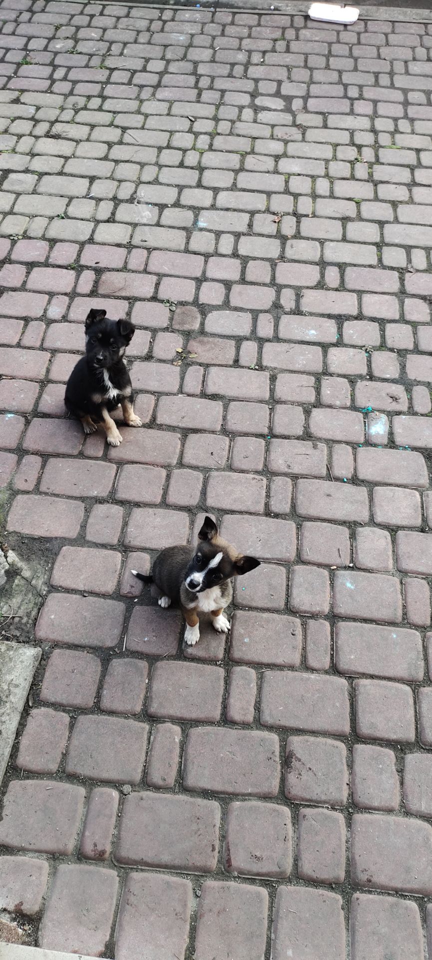 Терміново! Собаченята песики чорненькі 3 місяці