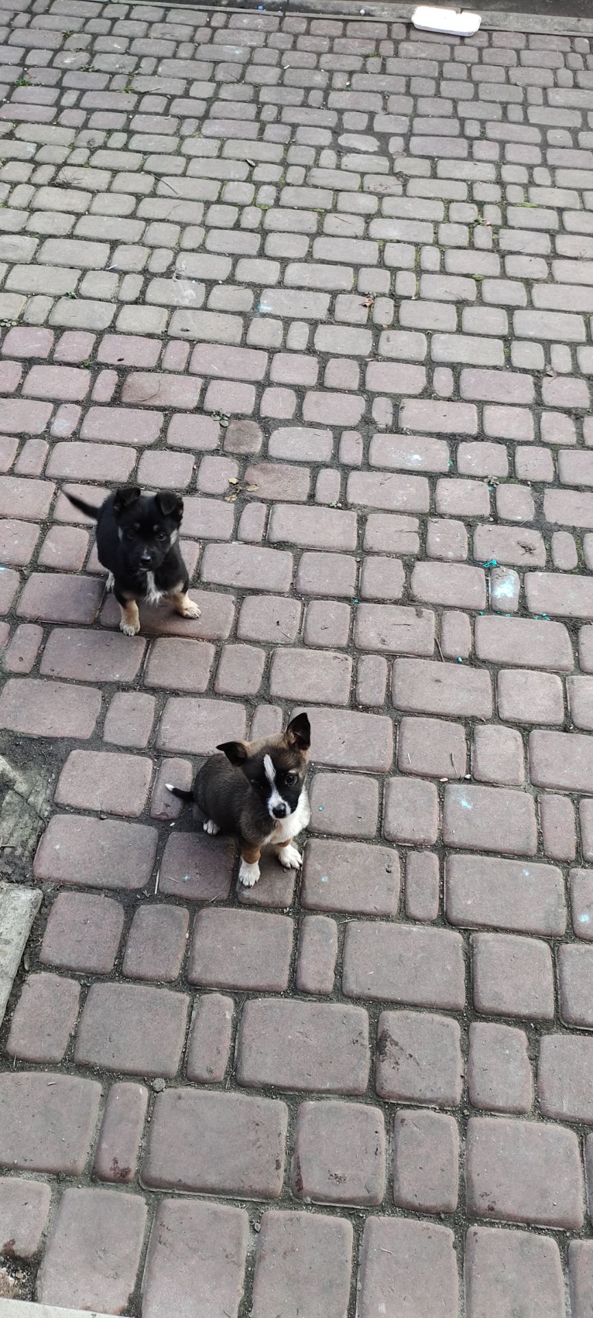 Терміново! Собаченята песики чорненькі 3 місяці