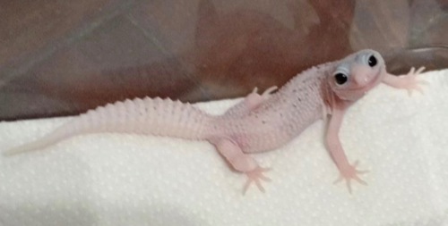 Гекон еублефар