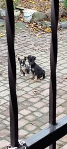 Терміново! Собаченята песики чорненькі 3 місяці