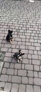 Терміново! Собаченята песики чорненькі 3 місяці