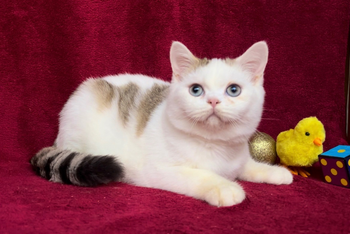 Британський чудовий хлопчик.