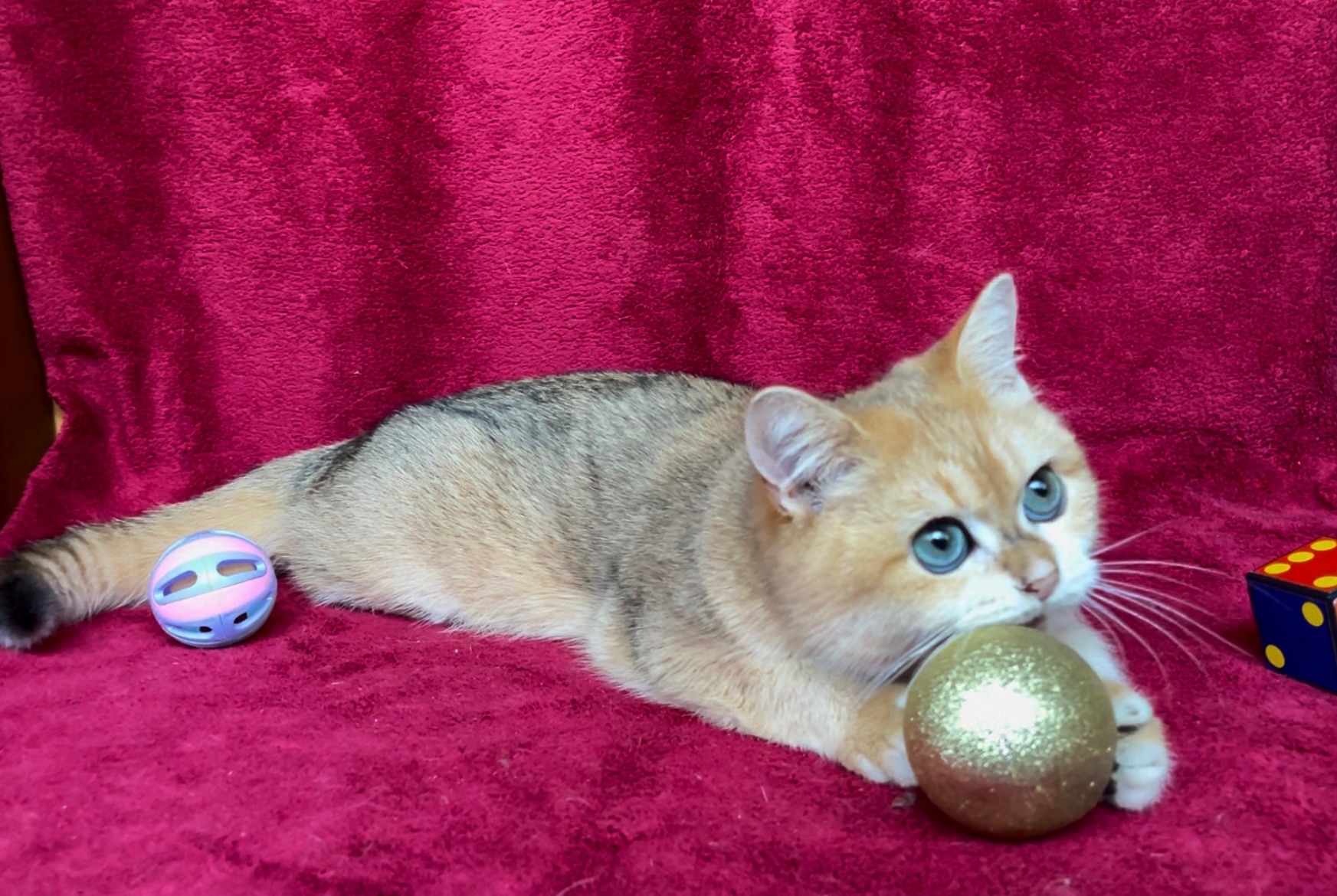 Хлопчик. Золота шиншила.