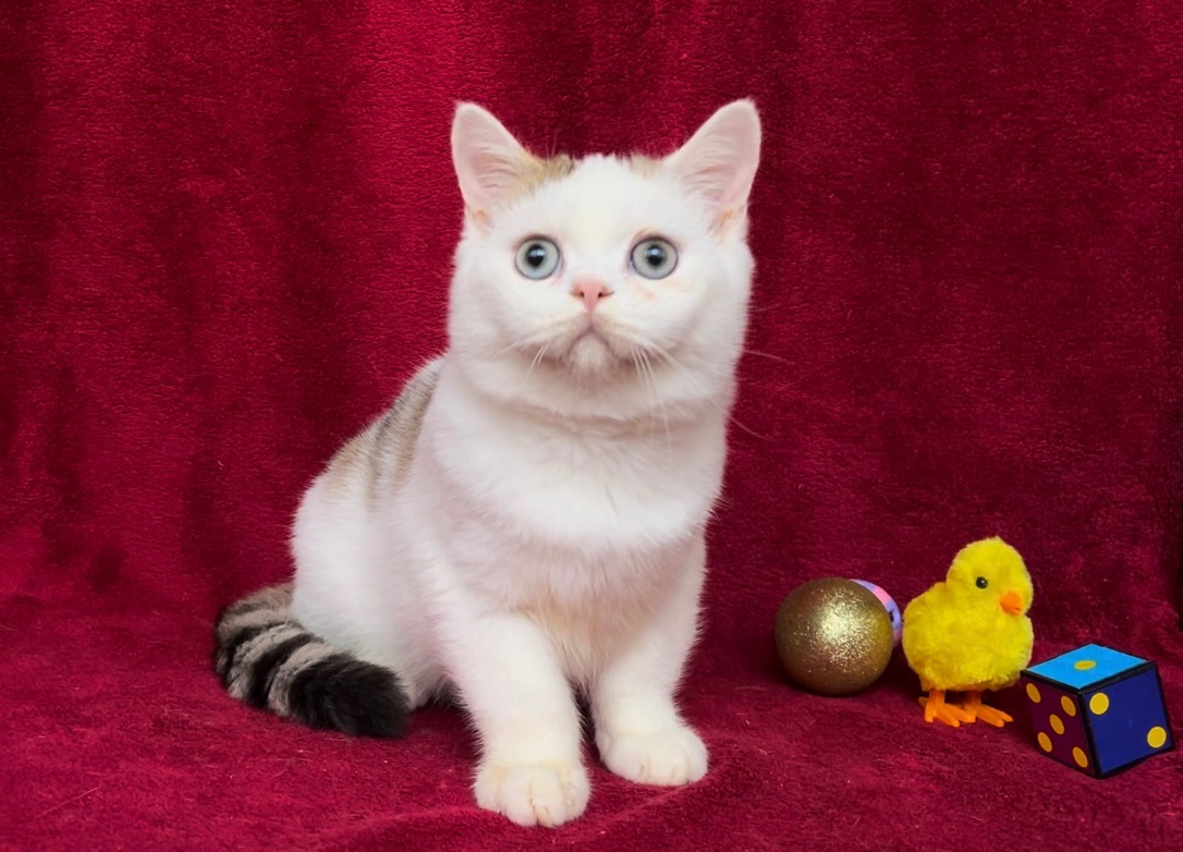 Британський чудовий хлопчик.