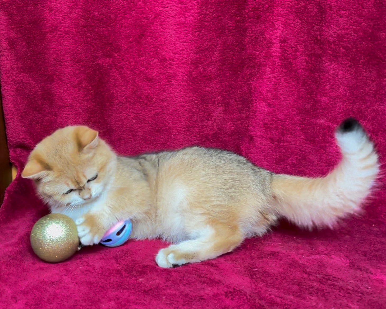 Хлопчик. Золота шиншила.