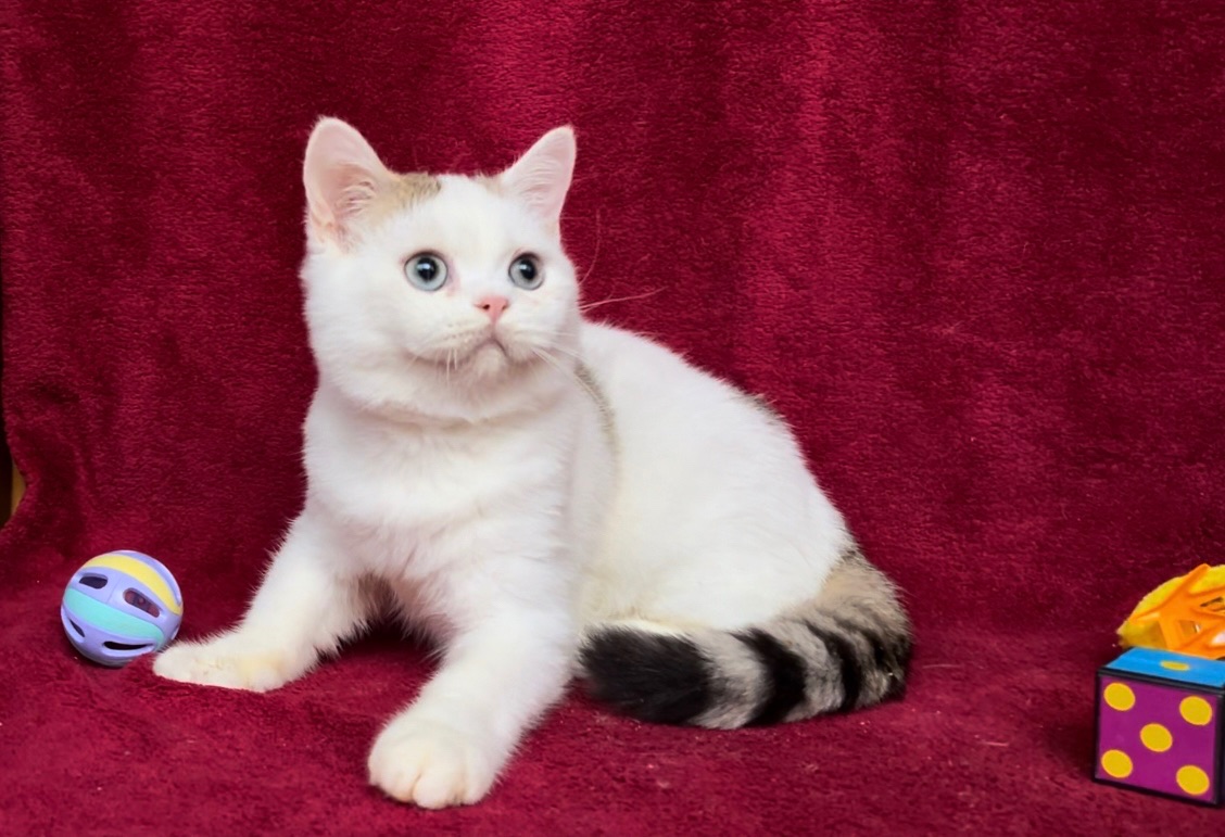 Британський чудовий хлопчик.