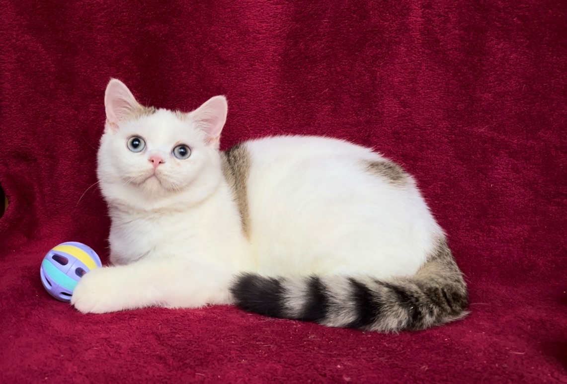 Британський чудовий хлопчик.