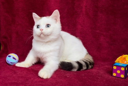 Британський чудовий хлопчик.