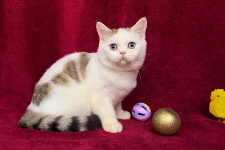 Британський чудовий хлопчик.