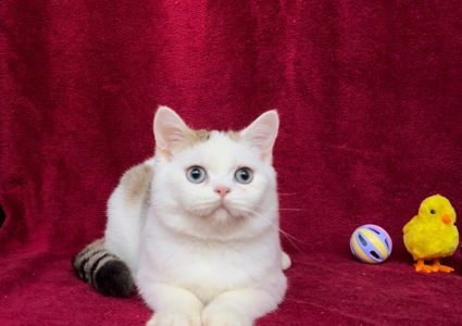 Британський чудовий хлопчик.