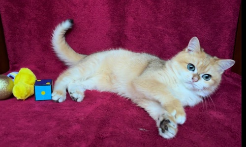 Хлопчик. Золота шиншила.