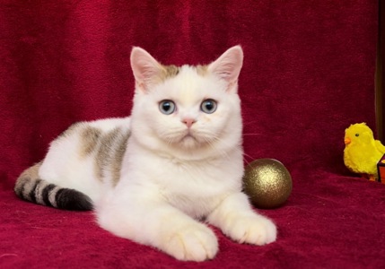 Британський чудовий хлопчик.