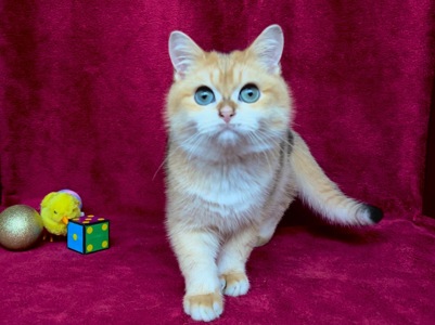 Хлопчик. Золота шиншила.