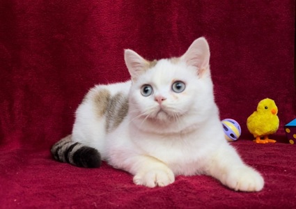 Британський чудовий хлопчик.