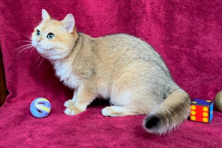 Хлопчик. Золота шиншила.