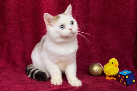 Британський чудовий хлопчик.