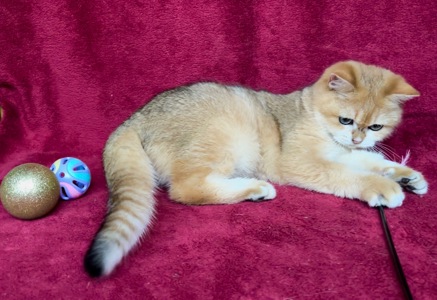 Хлопчик. Золота шиншила.