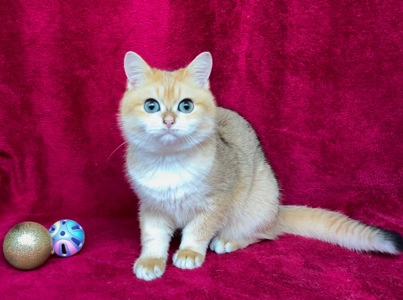 Хлопчик. Золота шиншила.