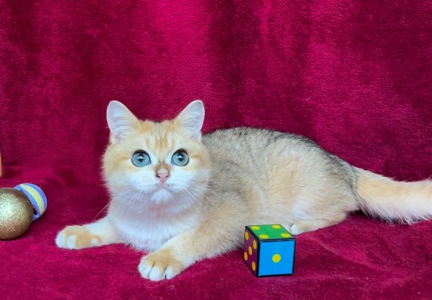 Хлопчик. Золота шиншила.