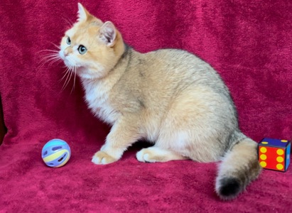 Хлопчик. Золота шиншила.