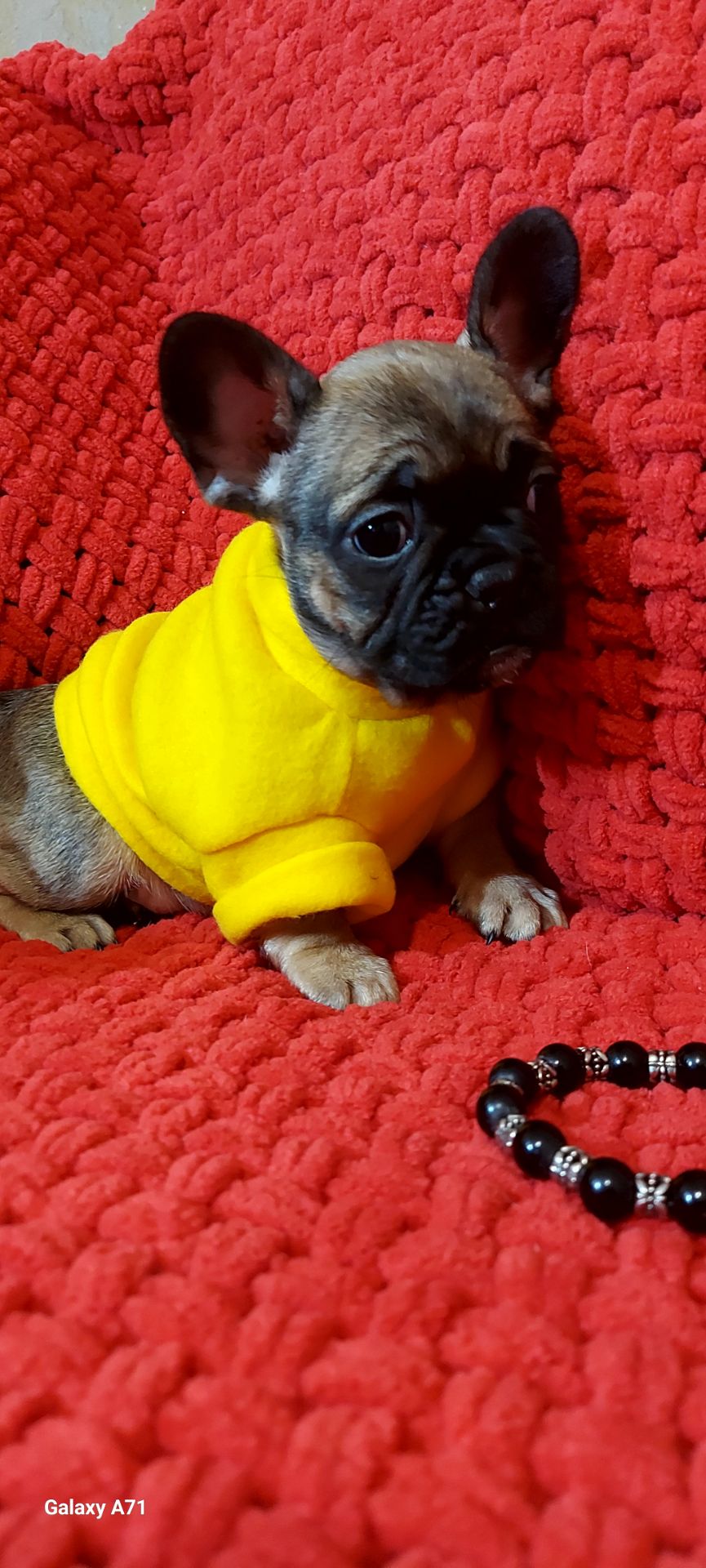 Чудова французька дівчинка