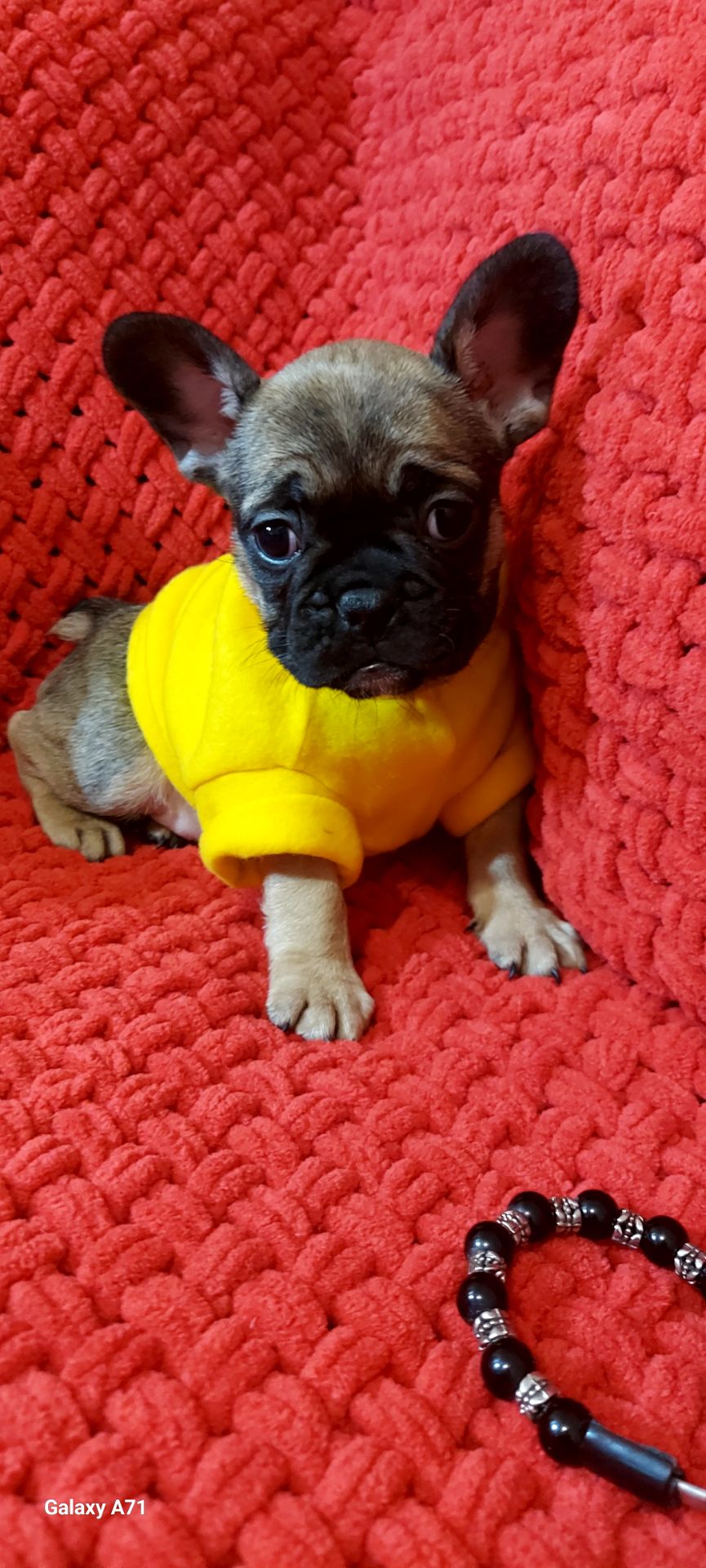 Чудова французька дівчинка