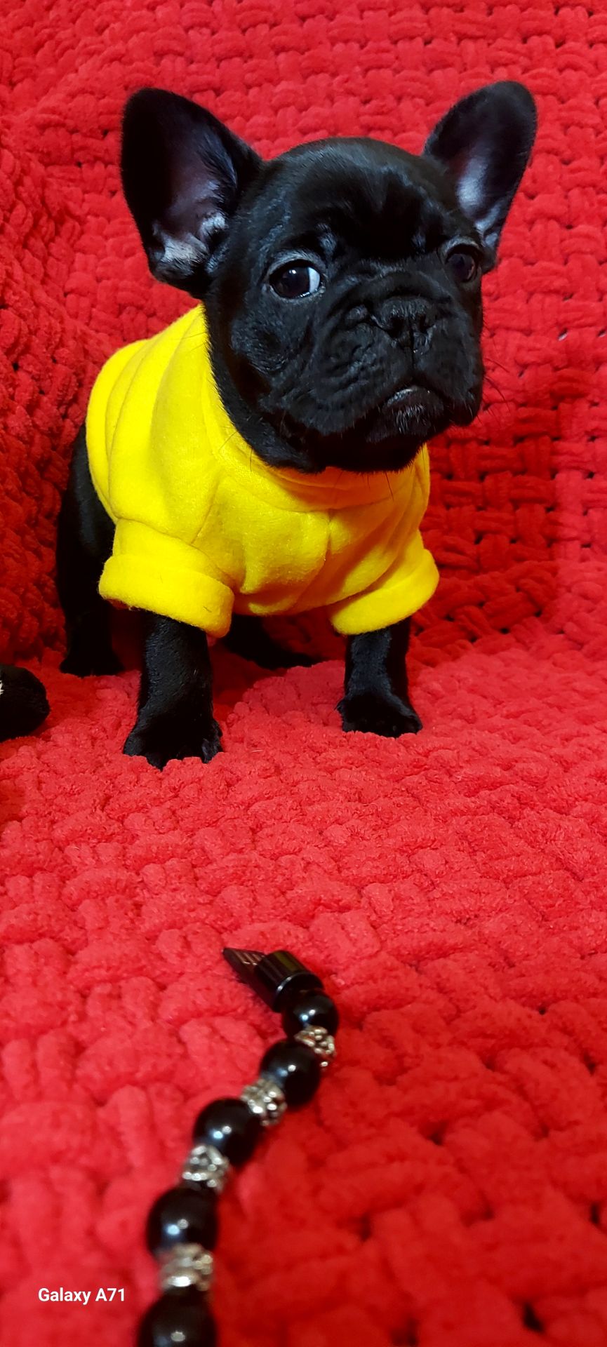 Красива дівчинка чорного окрасу