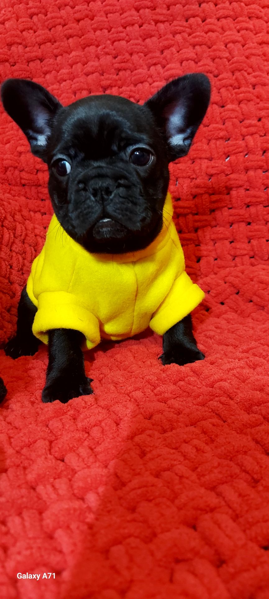 Красива дівчинка чорного окрасу