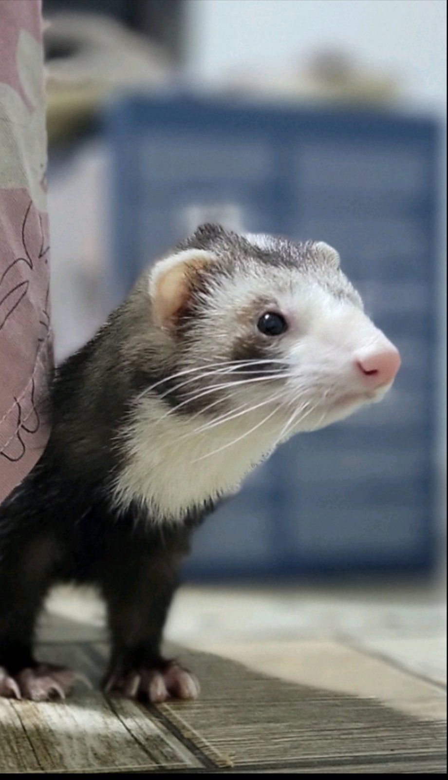 Продам дівчинку тхорика