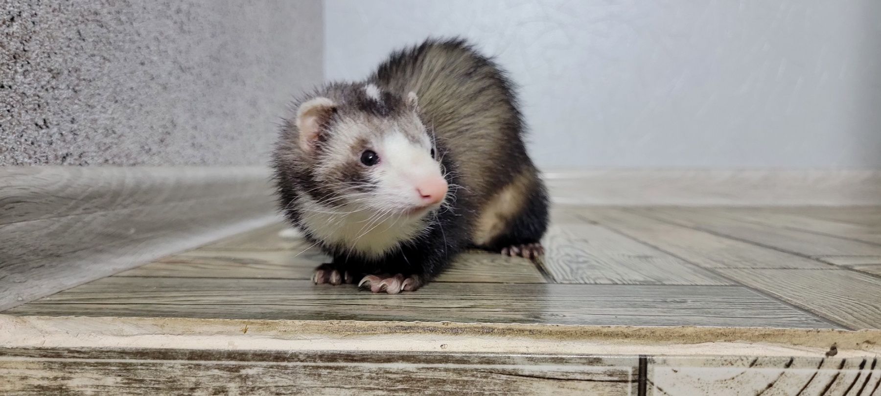 Продам дівчинку тхорика