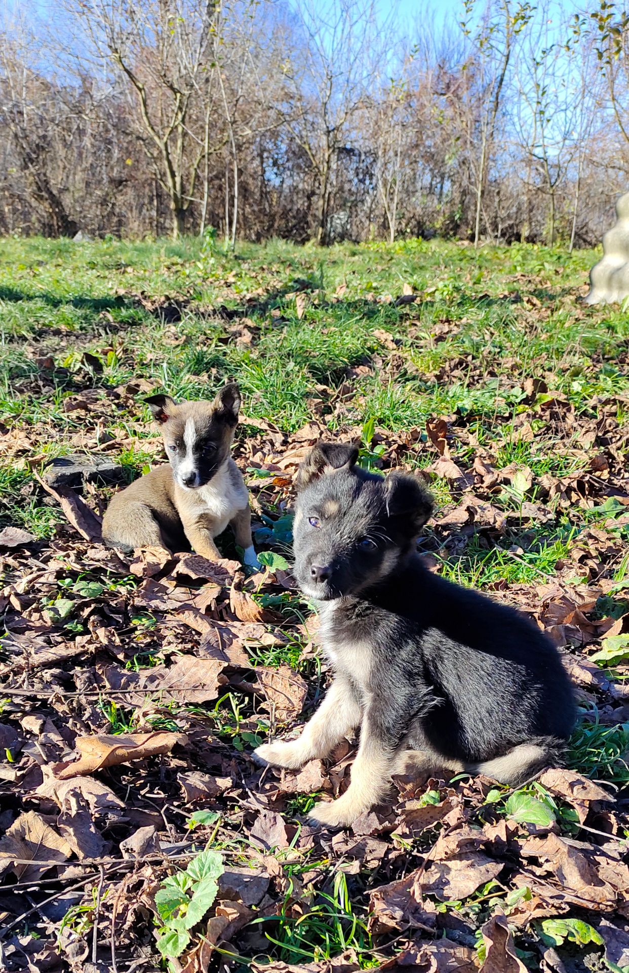Терміново! Собаченята песики чорненькі 3 місяці