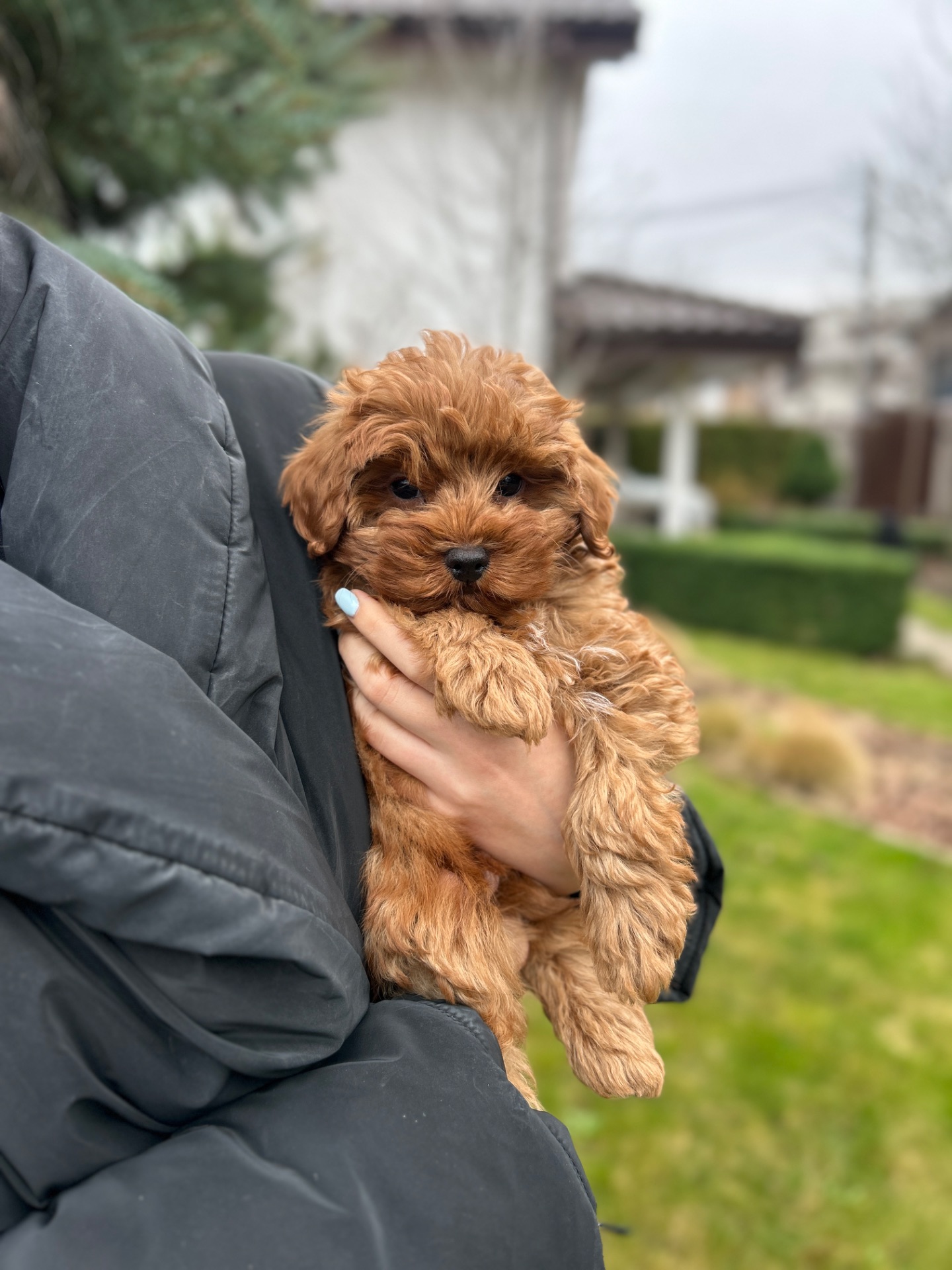 Тедди мишка мальчик мальтипу ф2 мини