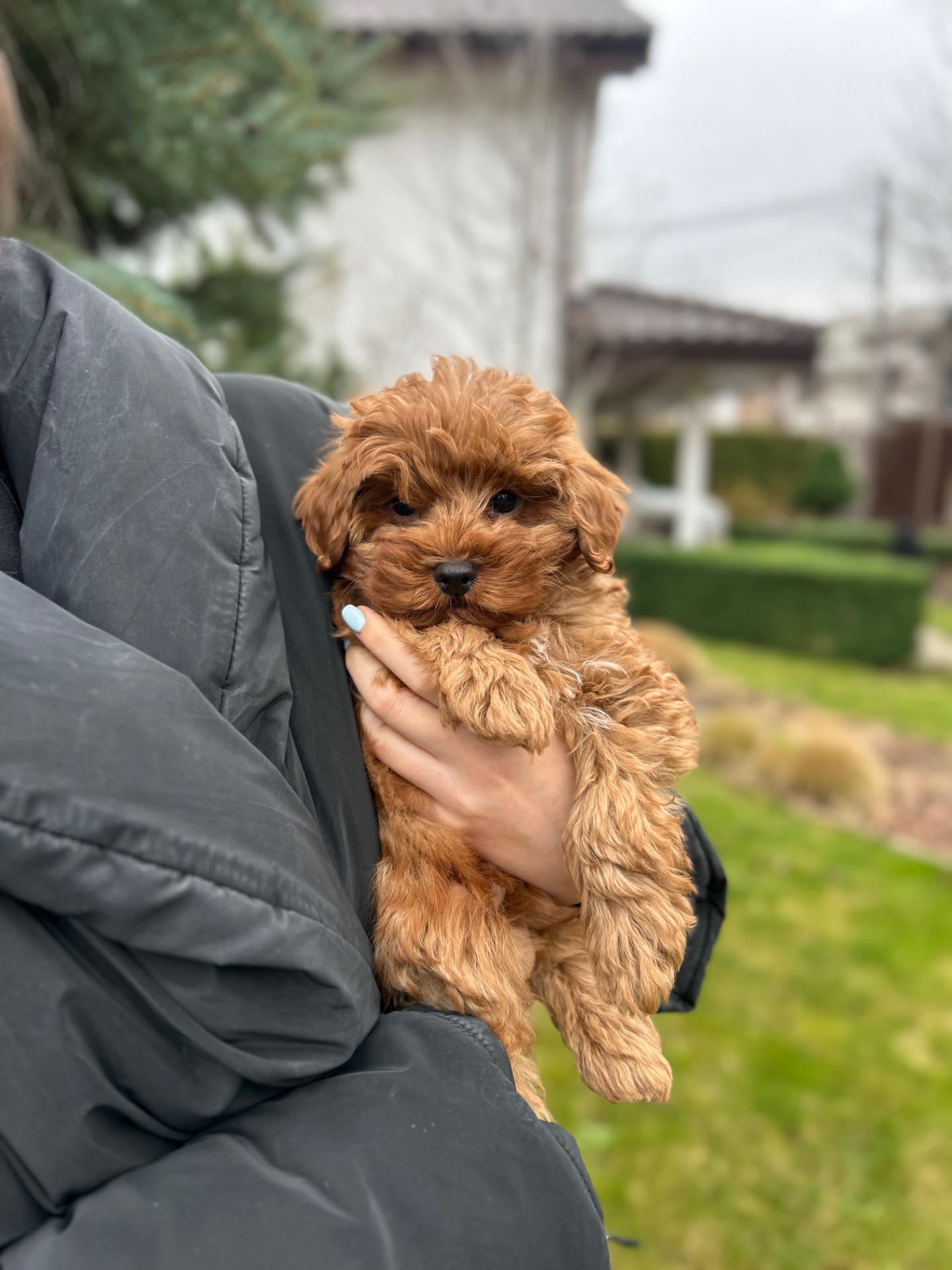 Тедди мишка мальчик мальтипу ф2 мини