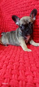 Чудова французька дівчинка