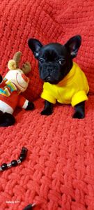 Красива дівчинка чорного окрасу