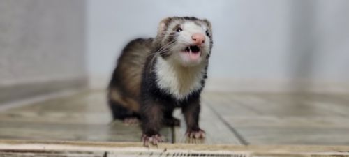 Продам дівчинку тхорика