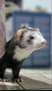 Продам дівчинку тхорика