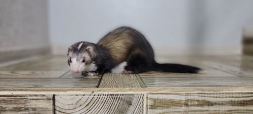 Продам дівчинку тхорика